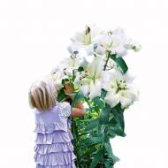 Лилейное дерево